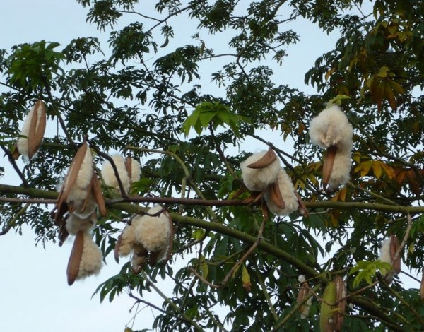  Cây bông gòn có tên khoa học là Ceiba pentandra. Loài cây này có nguồn gốc từ Mexico, Trung Mỹ, Caribe, miền bắc Nam Mỹ và khu vực nhiệt đới miền tây châu Phi. Ảnh nongdangioi.