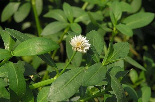 Rau dệu là loài thực vật có hoa thuộc họ dền.  Loài rau dại này có lá màu xanh đạm và hoa màu trắng. Ảnh ysiyhoccotruyen.