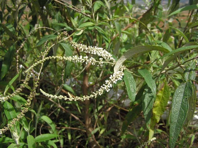  Cây đình lịch có tên khoa học là Hygrophila Salicifolia. Loài cây này có thể cao đến 1m, ra hoa tháng 5 - tháng 12. Ảnh: hoaeva.