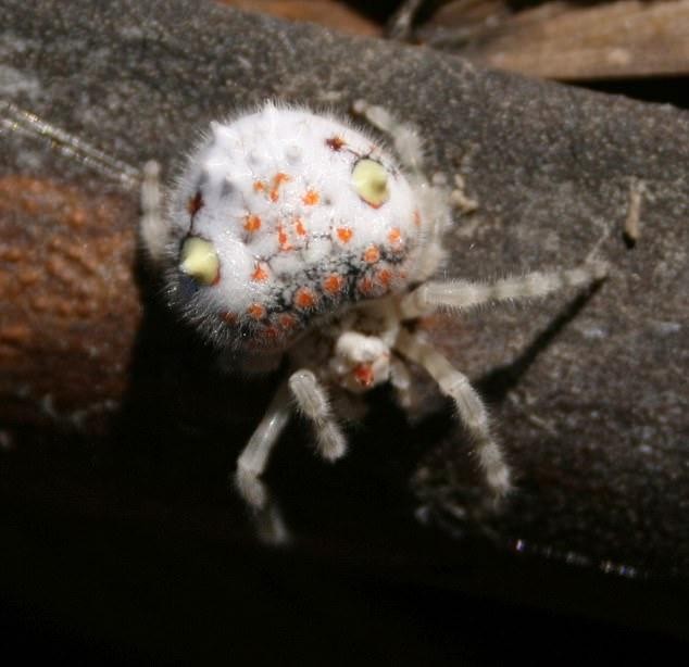  Loài nhện Ordgarius magnificus là loài nhện bản địa tại Queensland và New South Wales. Nhện cái trưởng thành có thể đạt chiều dài 2,5cm trong khi nhện đực chỉ dài 1,4cm. Ảnh: lostbird.