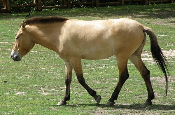  Ngựa hoang Mông Cổ là loài ngựa quý hiếm có nguồn gốc từ các thảo nguyên Trung Á, đặc biệt là Mông Cổ. Ảnh: wikimedia.