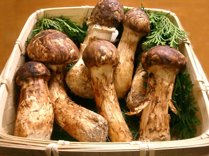  Nấm tùng nhung có tên khoa học là Tricholoma matsutake. Loài nấm này chỉ mọc trong những rừng thông đỏ, trên rễ của những cây thông lớn. Ảnh: wikipedia.