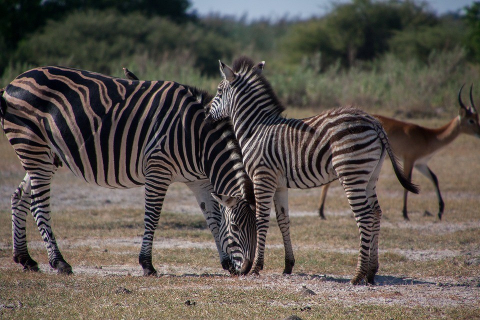  Ngựa vằn Nam Phi có tên khoa học là Equus zebra zebra. Loài ngựa này có thể leo núi và leo dốc khá thuần thục nhưng lại rất vụng về trong việc xuống dốc và chịu đựng mưa tuyết. Ảnh: pixabay.