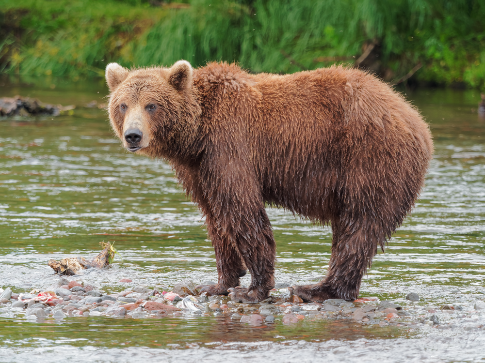  Gấu nâu Viễn Đông có tên khoa học là Ursus arctos beringianus. Đây là loài gấu có kích thước rất lớn, lớn nhất ở Liên lục địa Á Âu. Ảnh: wikimedia.