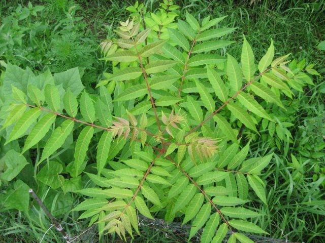  Cây xoan hôi có tên khoa học là Toona sinensis (A. Juss) Roem, cao từ 20m - 30m, tán hình ô, vỏ có mùi hăng như tỏi, lá kép lông chim, cụm hoa màu trắng, quả hình bầu dục hoặc gần hình trứng màu nâu bóng. Ảnh: nuoitrong123.