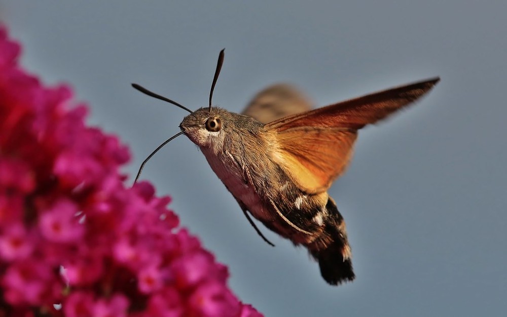  Bướm ruồi đuôi xù có tên khoa học là Macroglossum stellatarum, là một loài bướm đêm thuộc họ Sphingidae. Ảnh: staticflickr.