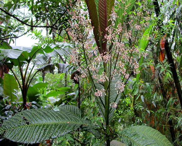  Cây lá khôi có tên khoa học là Ardisia silvestris. Đây là loài cây ưa bóng, thường mọc sâu ở trong các cánh rừng rậm. Ảnh: namlimxanh.