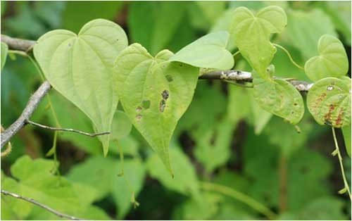  Cây nần nghệ có tên khoa học là Dioscorea collettii. Loài cây này chỉ mọc ở độ cao 1.500m so với mặt nước biển và đang có nguy cơ tuyệt chủng nên không phải quốc gia nào cũng có thể trồng được. Ảnh: hamomax.