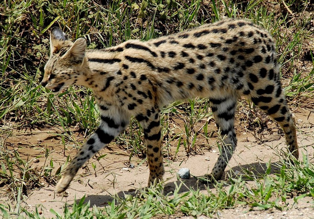  Linh miêu đồng cỏ có tên khoa học là Leptailurus serval. Đây là loài mèo hoang dã phân bố tại châu Phi, lần đầu tiên được mô tả năm 1776. Ảnh: wikimedia.