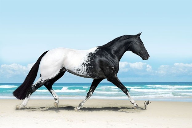  Ngựa Appaloosa là một giống ngựa của Mỹ nổi tiếng với bộ lông đốm bắt mắt. Phần trước của loại ngựa này thường là một màu nhưng hay có những điểm tròn màu sậm ở đùi và mông. Ảnh: vov.