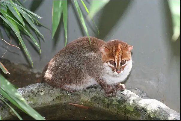 Mèo đầu phẳng có tên khoa học là Prionailurus planiceps. Loài  mèo rừng quý hiếm này phân bố ở bán đảo Mã Lai-Thái, Borneo và Sumatra. Ảnh: lostbird.