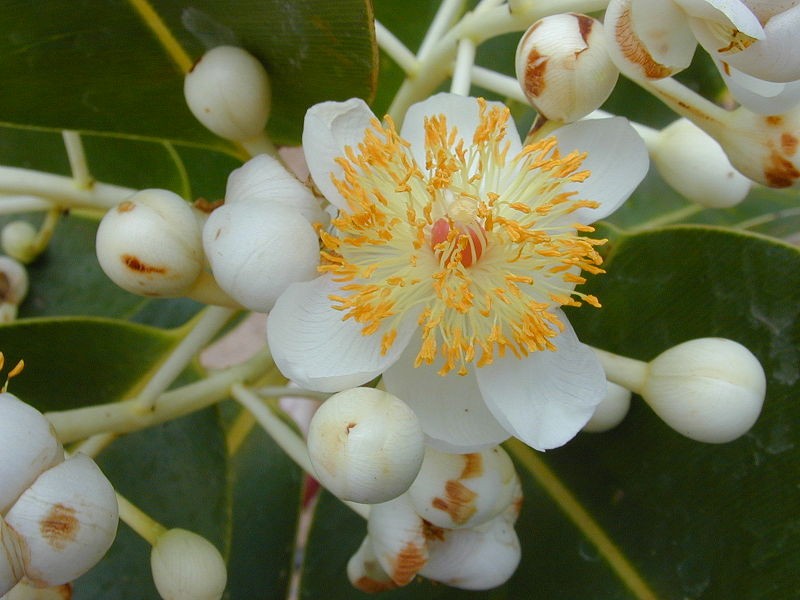  Cây mù u có tên khoa học là Calophyllum inophyllum. Cây mọc rải rác khắp vùng miền Việt Nam, nhưng nhiều nhất là ở Nam Bộ, vùng đất phèn và đất nhiễm mặn. Trên thế giới, loài cây này phân bố ở Đông Phi, bờ biển nam Ấn Độ, Úc, nhiều đảo trên Thái Bình Dương,...Ảnh: wikipedia.