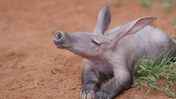 Aardvark hay lợn đất châu Phi là một trong số những loài động vật không có lông. Loài lợn này có kich thước trung bình, thường sống về đêm tìm mối làm thức ăn.