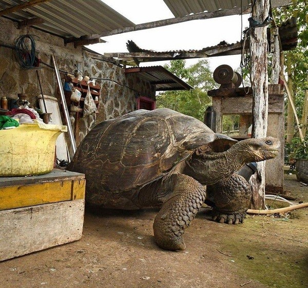 Loài rùa Galápagos khổng lồ có thể nặng hơn 400kg và trông to lớn chẳng khác nào một chiếc siêu xe thế này.