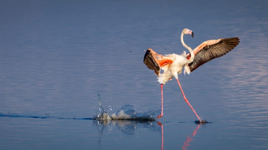 Khoảnh khắc vũ điệu bale của hồng hạc ở hồ Magadi, thuộc vùng Serrengeti tại châu Phi.