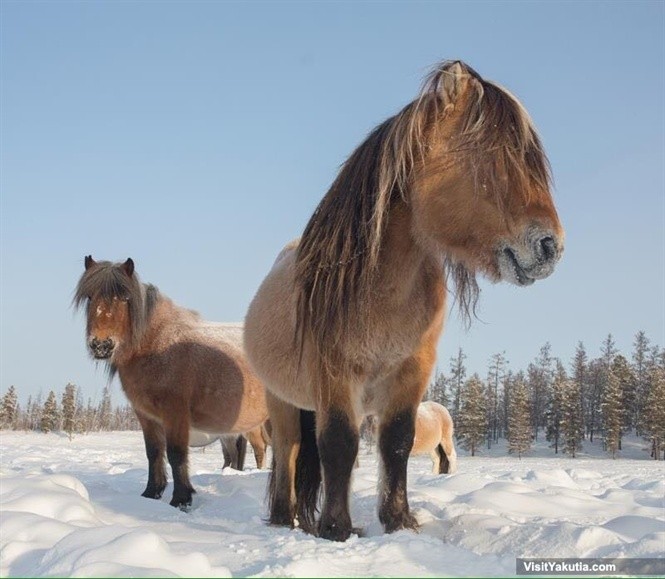  Ngựa Yakutia có ngoại hình khá lạ, chúng chỉ cao từ 140-145 cm nhưng có thể nặng tới nửa tấn do lớp mỡ dày và bờm nặng dài tới 10 cm.