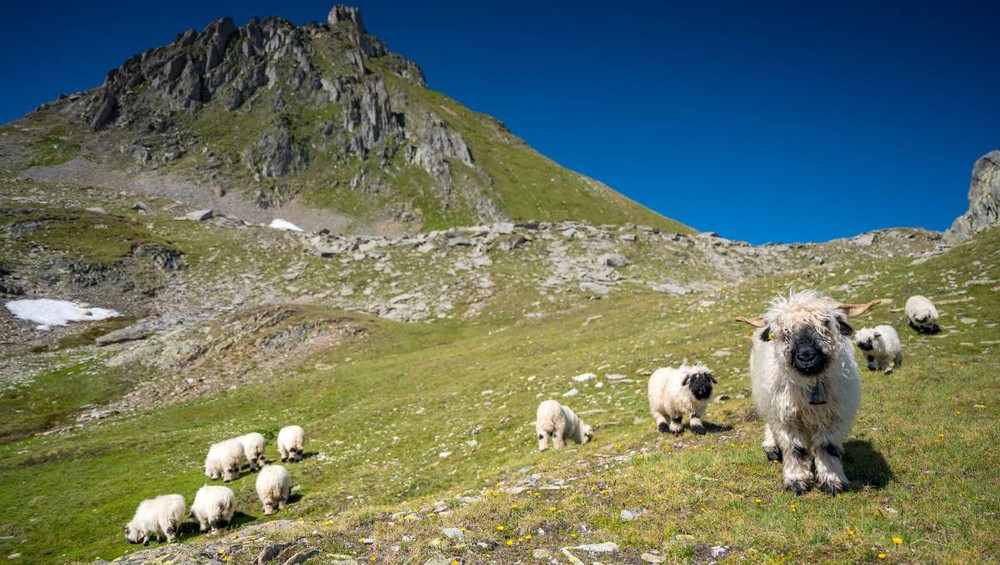 Sinh ra từ dãy núi Alps của Thụy Sĩ, những con cừu mũi đen Valais theo truyền thống được nuôi để lấy thịt và len, nhưng ngoại hình và tính khí hiền lành của chúng đã khiến chúng trở thành vật nuôi hiền lành bậc nhất.