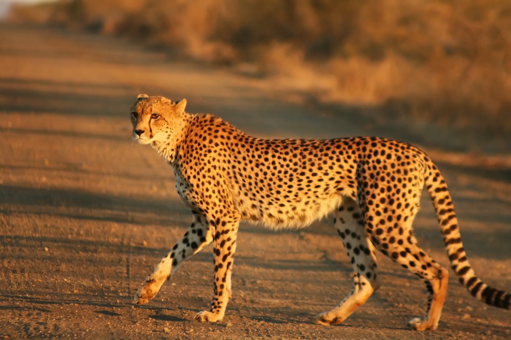 Rõ ràng là không thể phủ nhận loài báo Gêpa ( Acinonyx joyatus ) chạy rất nhanh. Và đúng là nó là loài động vật nhanh nhẹn nhất trên cạn. Với tốc độ tối đa được ghi nhận là 103 km/h, báo Gêpa dễ dàng vượt qua các loài động vật nhanh nhẹn khác như ngựa đua để giành danh hiệu động vật trên cạn nhanh nhất thế giới, theo Viện Sinh học Bảo tồn &amp; Vườn thú Quốc gia Smithsonian.