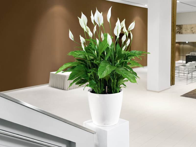 Cây lan ý. Đây là chi thực vật có hoa trong họ Ráy, có tên khoa học là Spathiphyllum. Loại cây này có thể lọc được các độc tố như cồn, aceton, benzene VOC - một chất gây ung thư có nhiều trong sơn, chất đánh bóng, sáp đánh bóng đồ nội thất. Nó cũng trung hòa aceton, formaldehyde và trichloroethylen, vốn được phát ra từ thiết bị điện tử, chất kết dính và chất tẩy rửa. Ngoài việc thanh lọc không khí, cây lan ý còn là  cây nội thất có ý nghĩa to lớn về mặt phong thủy khi thu hút tài lộc cho gia chủ.