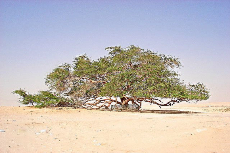 Cây có tên gọi Tree of Life ( cây của sự sống) hay còn được gọi là Shajarat-al-Hayat ở Bahrain được coi là điều bí ẩn ở Trung Đông. Cách Askar 10 km và khoảng 3,5 km về phía tây với Jaww, "cây nguồn của sự sống" có tuổi đời trên 400 năm mặc dù còn xung quanh chỉ toàn cát và hầu như không hề có nước. Nó còn là một địa điểm du lịch địa phương nổi tiếng vì là cây lớn duy nhất trong khu vực này có thể nhìn thấy từ xa. Trung bình, có khoảng 50.000 du khách mỗi năm tới đây và phần vỏ cây thường bị sứt mẻ do bàn tay con người. 