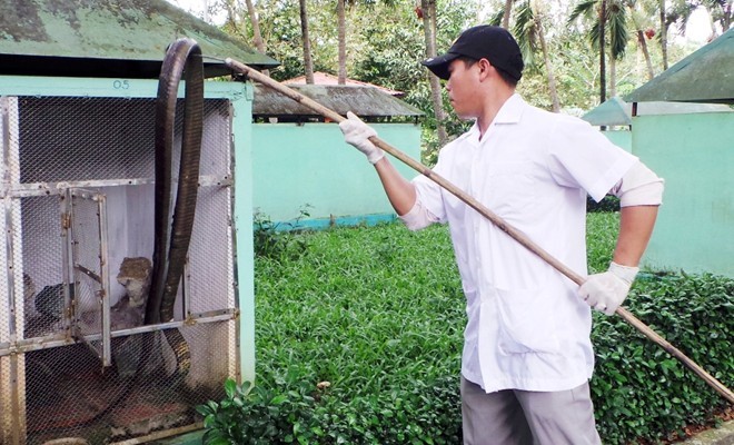 Trại rắn Đồng Tâm (xã bình Đức, huyện Châu Thành, tỉnh Tiền Giang) đang chăm sóc, nuôi dưỡng hơn trăm con rắn hổ mang chúa. Trong số này có con rắn hổ mang chúa bị người dân Đồng Tháp bắt được khâu miệng, chích điện và đâm chĩa vào lưng khiến nó bị thương nặng vào ngày 9/10. Trong hình ảnh, đưa con rắn hổ mang chúa ra ngoài để cho ăn và chăm sóc vết thương.