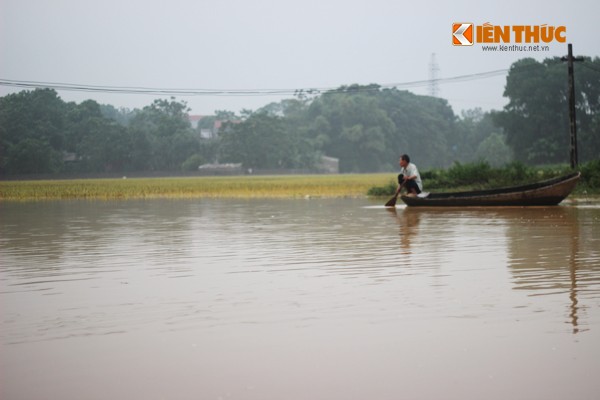 Chịu ảnh hưởng của  mưa lớn kéo dài, đến chiều ngày 18/9, mực nước sông Bùi chảy qua khu Tiên Trương (Xuân Mai, Chương Mỹ, Hà Nội) vẫn chưa có dấu hiệu giảm. Nước dâng cao khiến hàng trăm ha hoa màu, lúa đang vào vụ thu hoạch của người dân nơi đây bị ngập úng.