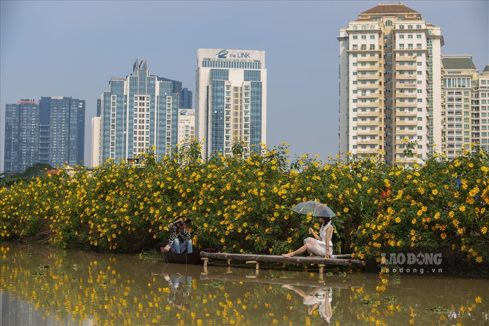 Nằm ngay giữa lòng thành phố với các tòa nhà cao tầng bao quanh, vườn hoa dã quỳ ở Bắc Từ Liêm (Hà Nội) gần đây đã nở rộ, thu hút nhiều du khách đến tham quan, chụp ảnh. 