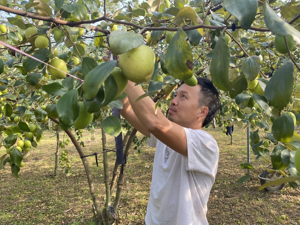 Từ khu đất hoang thành mô hình vườn táo du lịch trải nghiệm