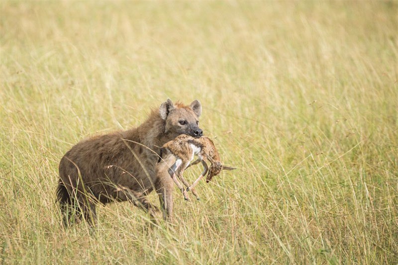 Khi đang cùng vài người bạn tham quan vườn quốc gia Masai Mara ở miền nam Kenya, nhiếp ảnh gia Gerlach Read đã vô tình nghe thấy tiếng la hét inh ỏi của bầy linh cẩu. Ngay lập tức, ông liền lấy máy ảnh ra và chụp lại được một khoảnh khắc cực hiếm trong thiên nhiên hoang dã.