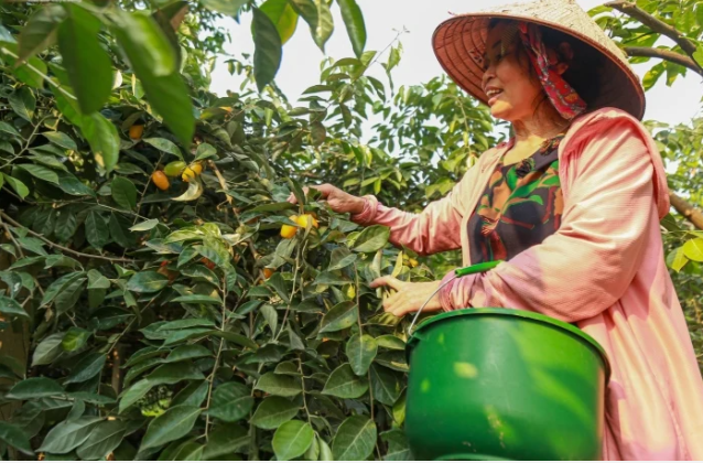 Các “thủ phủ” trồng nhót lớn ở huyện Phúc Thọ, Hoài Đức...(Hà Nội) đang bước vào mùa thu hoạch lớn nhất năm. 