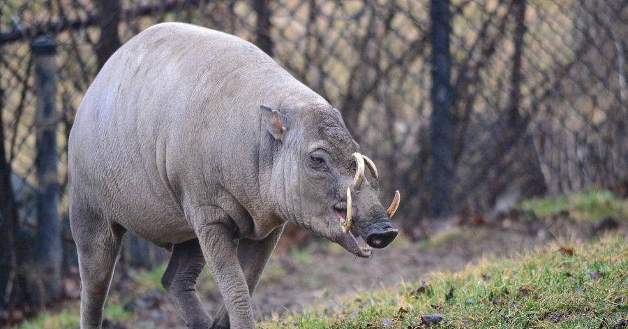 7 . Lợn hươu - Lợn rừng Babirusa (Babyrousa babyrussa): Trong số rất nhiều quần thể lợn rừng trên thế giới, lợn hươu có thể được coi là loài có cuộc sống thoải mái nhất bởi môi trường sống của chúng nằm trên các hòn đảo nhỏ như Sulawesi ở Indonesia - nơi không có hổ Sumatra hay hổ Bengal cũng như các mối đe dọa từ báo hoa mai.