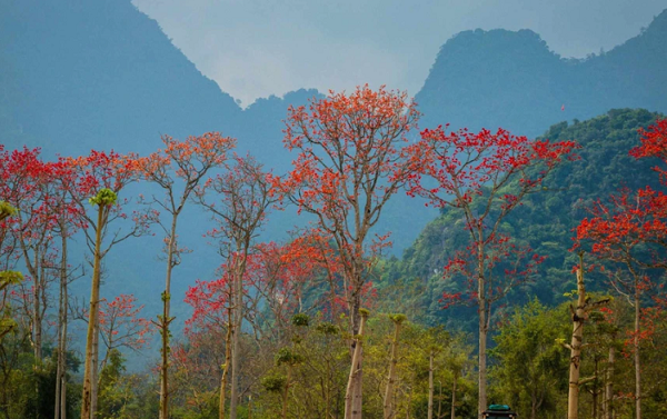 Nghệ An có rất nhiều cây gạo, mọc bên những con đường làng, ven sông, đồi núi. Vào dịp này, hoa đua nhau khoe sắc, thu hút người dân qua lại cũng như khách thập phương. (Ảnh- Rạng Đông).