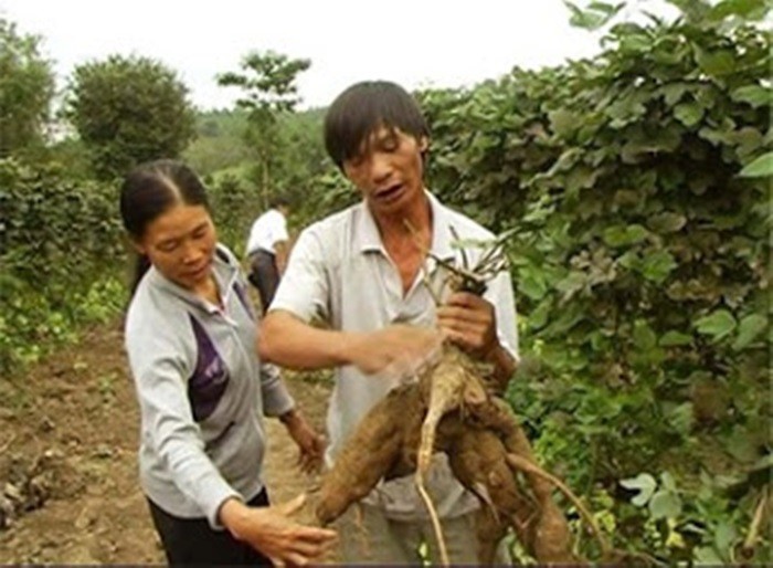 Theo Đông y,  cây sắn dây có vị ngọt mát, tính bình, có tác dụng thanh nhiệt, sinh tân dịch, làm ra mồ hôi và giải độc cơ thể. Vì thế mà hầu hết các bộ phận của cây đều được dùng để làm thuốc chữa bệnh. Song bộ phận nhiều dược chất và dưỡng chất nhất là rễ (củ) được thu hoạch vào mùa đông và mùa xuân. Ảnh: Dalattomato.