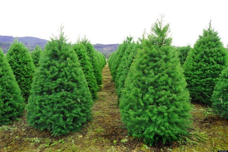 Cây thông có tên khoa học là Pinus Nigra. Đây là loài cây thân gỗ sống lâu năm, vỏ màu xám, thân có nhựa thơm và lá kim, có mùi thơm đặc trưng. Thông già được biết đến nhiều trong công nghệ sản xuất đồ nội thất và những cây non đốn về để trang trí trong dịp lễ Giáng sinh. Ít ai biết, nhiều bộ phận của cây thông còn có thể chữa bệnh.