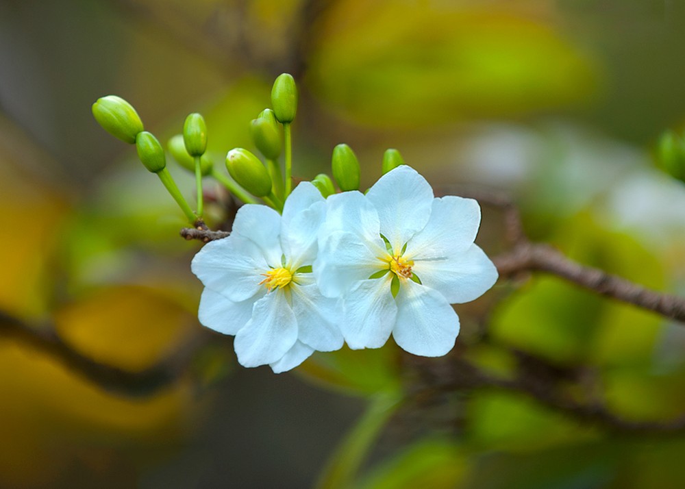 Mỗi năm Tết đến xuân về, hoa đào hoa mai lại nhộn nhịp trên phố. Không chỉ để chơi Tết, dân gian còn dùng hoa mai chữa bệnh. Theo Đông y, hoa mai trắng có tính mát, vị chua chát, lành không độc và làm thuốc tốt hơn mai vàng. Ảnh: Gocnhosanvuon.