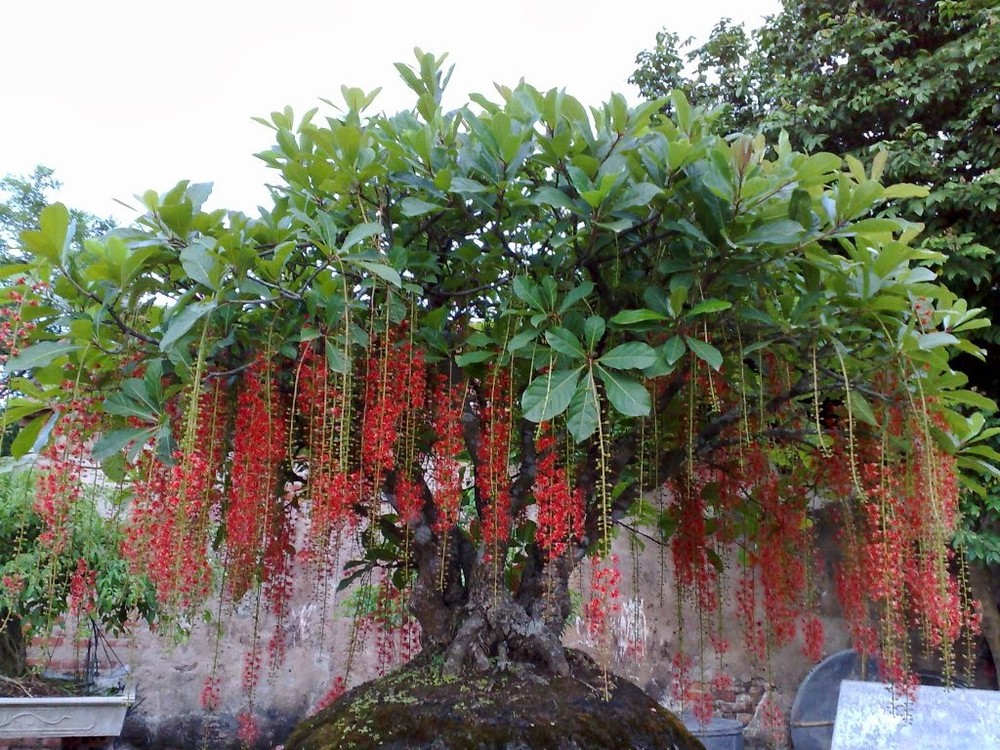 Cách làm bài thuốc hay chữa trĩ bằng cây lộc vừng: Lá cây lộc vừng bánh tẻ còn tươi 20g rửa sạch, sau đó rửa lại bằng nước sôi nguội, để ráo nước. Trước khi đi ngủ khoảng 15 phút lấy lá lộc vừng đã rửa nhai và nuốt lấy nước còn bã đắp vào vùng hậu môn 15 phút. Mỗi đợt điều trị từ 7 - 10 ngày và sau đó nếu có thể kiếm được lá lộc vừng ăn sống được 10 ngày nữa thì bệnh trĩ có thể chữa trị được hiệu quả. Ảnh: Cây và hoa.