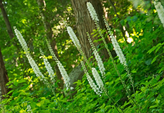 Cây thiên ma (Black snakeroot). Loại cây này có thể khiến sự lưu thông máu trong khung chậu và tử cung mạnh hơn, kích thích sự rụng trứng ở nữ giới. Chính vì thế, nó được chế thành rất nhiều loại thuốc điều kinh và kích thích sinh sản ở nữ giới. Ảnh: Phunumankinh.