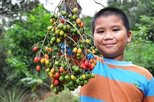 Cây  dâu da xoan được xem như một thứ thuốc bổ đắng chát dùng trong ăn uống kém tiêu, đau bụng. Người ta cũng dùng cây này chữa ho, hay đau nhức, sưng đầu gối. Ảnh: kienthuc.net.vn.