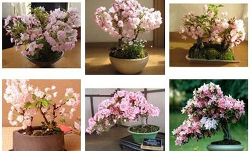 Dân chơi mê mẩn những chậu hoa bonsai thế độc tuyệt đẹp