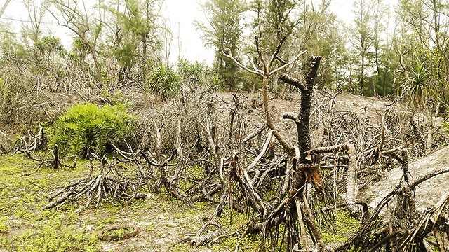 Quảng Ninh: Kiểm điểm trách nhiệm tại dự án trồng rừng ở Vân Đồn