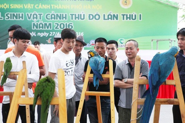 Nhiều loài  vẹt "nhà giàu" giá cao ngất ngưỡng khiến nhiều người phải giật mình. Anh Vũ Việt Hoàng (Hà Nội) người sở hữu chú vẹt đắt nhất tại Festival sinh vật cảnh cho biết, loài vẹt này đắt bởi chúng sở hữu một bộ lông tuyệt đẹp, có chiếc mỏ rất cứng, có thể mổ xuyên qua vỏ dừa cùng với vùng lông quanh mắt thường có màu sáng.