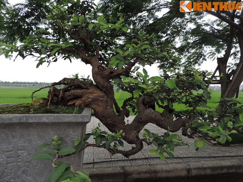  Ổi là loài cây ăn quả thường xanh lâu năm, nếu được tạo dáng cây cảnh bonsai thì rất đẹp, đặc biệt là khi biết cách uốn trồng tạo dáng thế.