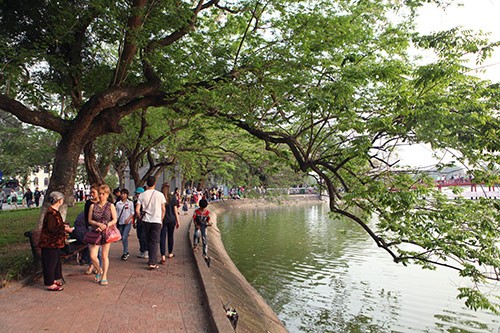 Nhắc đến Hà Nội không thể nhắc tới Hồ Gươm – Trung tâm thủ đô Hà Nội, nơi đây có rất nhiều loài cây tỏa bóng mát quanh năm, trong đó có nhiều  cây sưa cổ thụ quý hiếm.