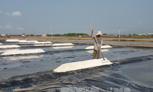 Thông tin muối sản xuất theo phương pháp trải bạt gây ung thư là sai