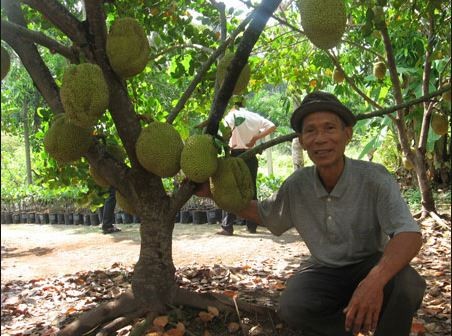 Người nông dân trồng giống mít lạ thu nhập khủng ấy chính là ông Trần Minh Mẫn (tên thường gọi Út Mẫn) tại phường Ba Láng, quận Cái Răng, thành phố Cần Thơ. Ảnh: Blogspot.