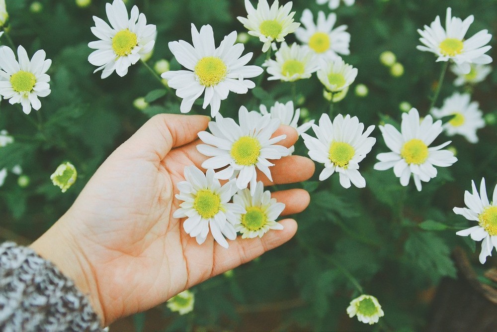 Cúc họa mi nhỏ nhắn mang màu trắng tinh khôi từ lâu được xem như loài hoa báo hiệu cho ta biết mùa thu đã về. Ảnh: Mytour.