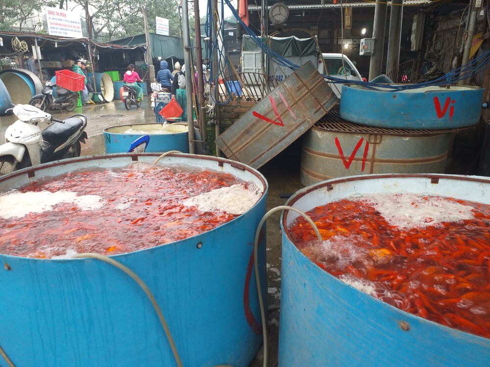 Vài ngày trước 23 âm lịch - ngày Tết ông Công ông Táo, chợ cá lớn nhất miền Bắc đã hiện diện những màu cam rực rỡ của cá chép.