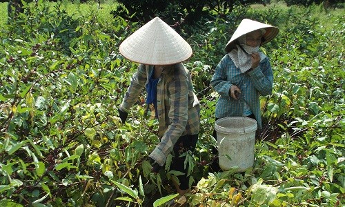 Báo động: Thương lái ồ ạt mua hồng hoa non bán sang Trung Quốc