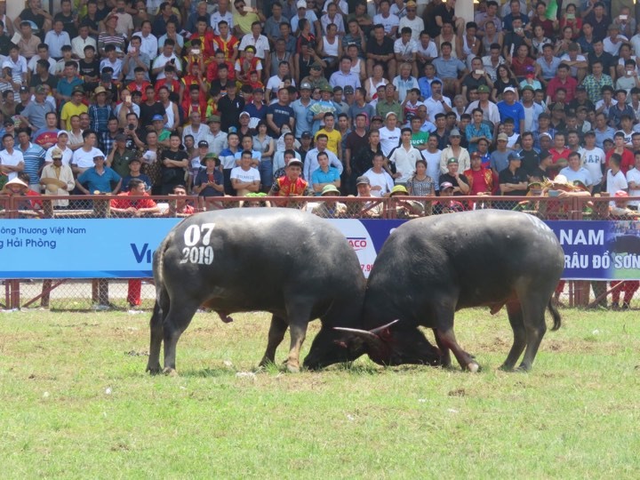 Sáng 7/9,  Lễ hội chọi trâu Đồ Sơn 2019 đã diễn ra tại sân vận động quận Đồ Sơn với sự tham gia của 16 “ông trâu” đến từ 7 phường trên địa bàn quận Đồ Sơn.