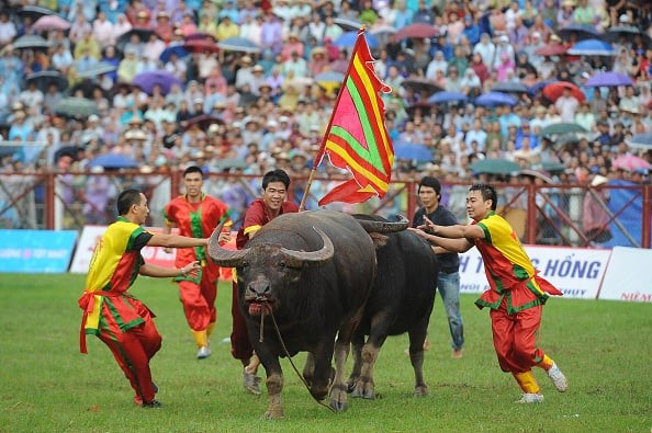 Lễ hội chọi trâu Đồ Sơn còn gọi là đấu ngưu được diễn ra vào ngày 9 tháng 8 Âm lịch hàng năm. Lễ hội có sự giao thoa giữa những yếu tố văn hoá nông nghiệp đồng bằng với văn hoá cư dân ven biển; mang sắc thái riêng, gắn liền việc thờ cúng thuỷ thần với nghi lễ chọi và hiến sinh trâu,. Một di sản văn hóa phi vật thể quốc gia năm 2013 của Việt Nam.